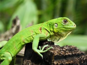 Curso de Herpetología a distancia